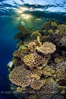 Reef With Butterflyfish At Dusk. Egypt