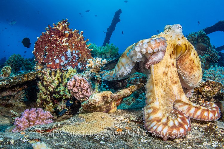 Mating Octopus. Egypt
