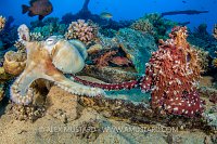 Mating Octopus. Egypt