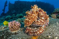 Day Octopus Portrait. Egypt