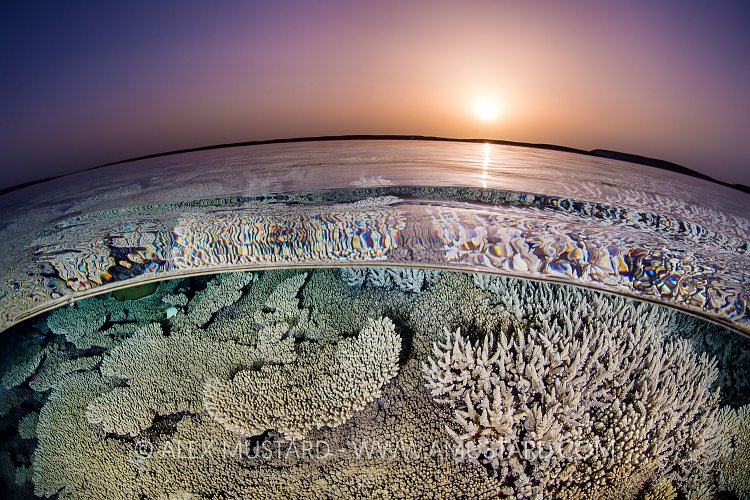 Coral Sunset. Egypt