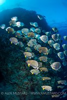 Batfish Rising. Egypt