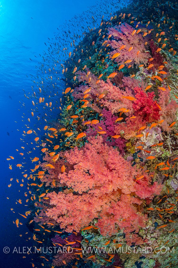 Blooming Coral Reef. Egypt