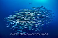 Baracuda Schooling. Egypt