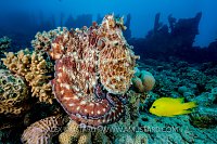 Octopus On Wreck. Egypt