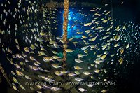 Sweepers In Wreck. Egypt