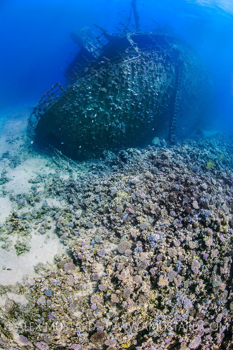 Giannis D Wrecked On Reef. Egypt