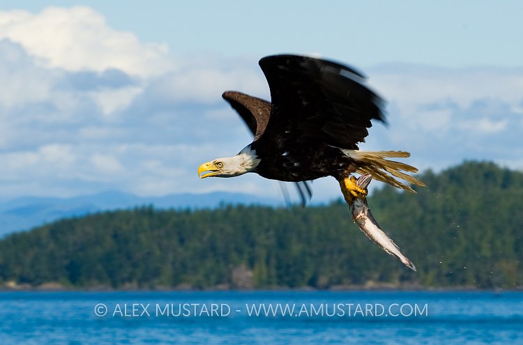 Sea Eagle With Catch. Canada