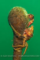 Crab Feeds On Kelp. Canada