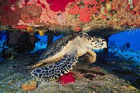 Hawksbill On Wreck. Cayman Islands