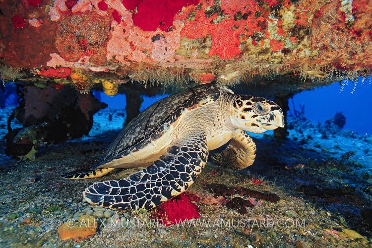Hawksbill On Wreck. Cayman Islands