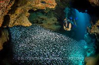 Diver With Silversides. Cayman Islands
