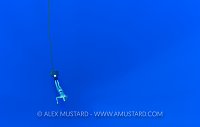 Freediver On A Rope. Cayman Islands