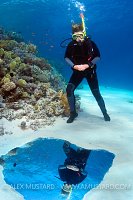 Diver Reflections. Egypt