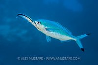 Wrasse In Fusilier's Mouth. Egypt