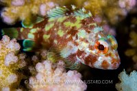 Coral Scorpionfish. Egypt
