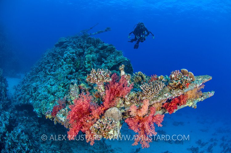 Diver On Carnatic Bow. Egypt