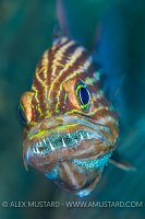 Mouthbrooding Cardinalfish. Egypt
