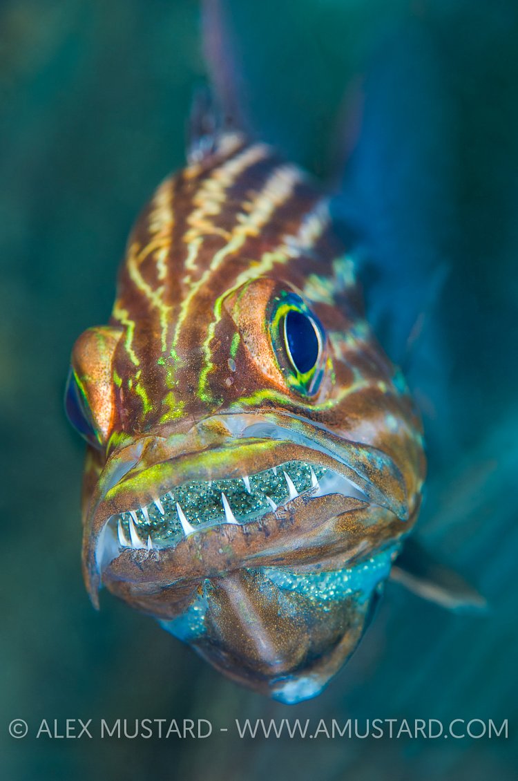 Mouthbrooding Cardinalfish. Egypt