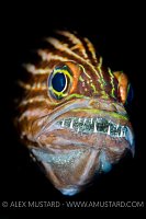 Mouthbrooding Cardinalfish. Egypt