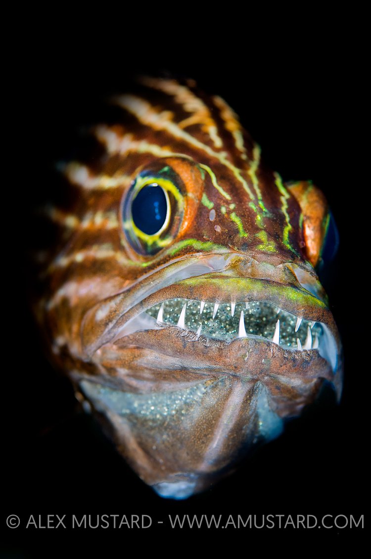 Mouthbrooding Cardinalfish. Egypt