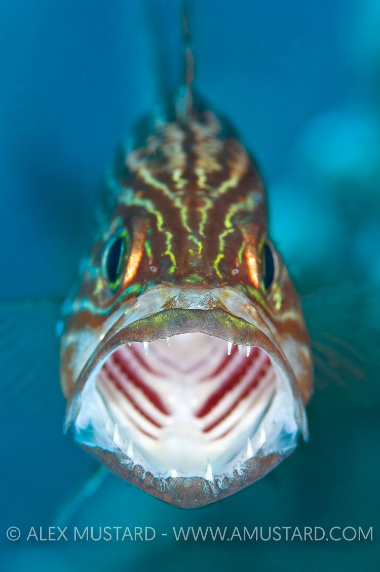 Yawning Cardinalfish. Egypt