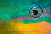Parrotfish Eye Pattern. Egypt
