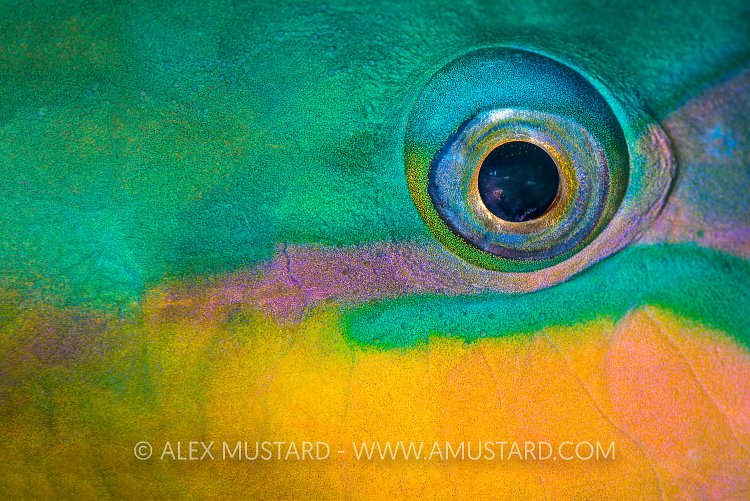 Parrotfish Eye Pattern. Egypt