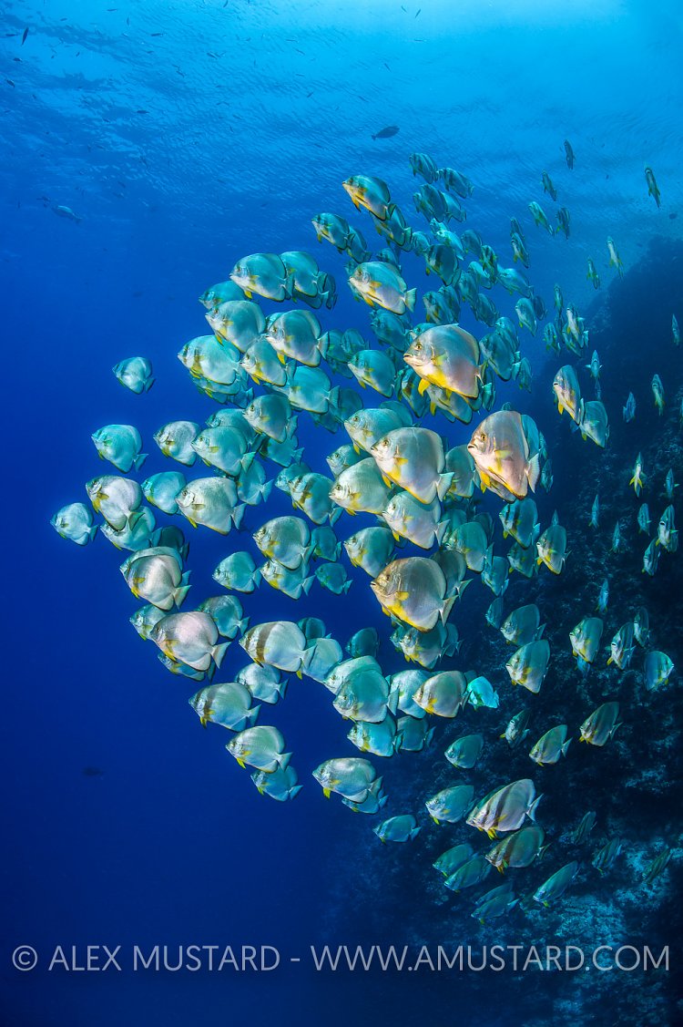 Circular Batfish School. Egypt