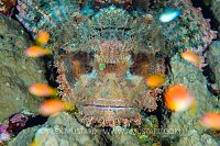 Scorpionfish Predator. Egypt