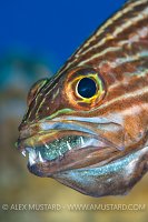 Mouthbrooding Cardinalfish. Egypt