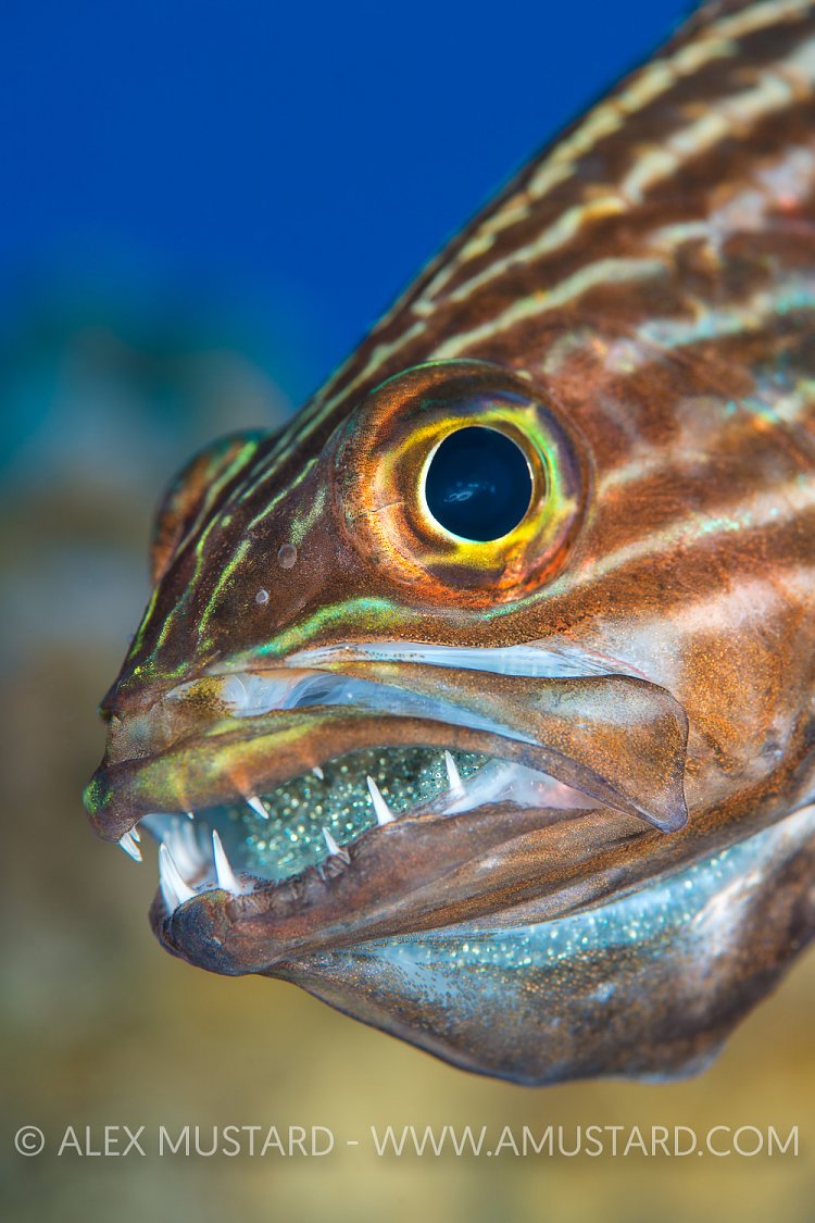 Mouthbrooding Cardinalfish. Egypt