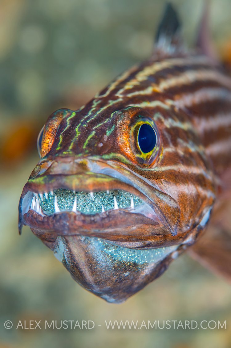 Mouthbrooding Cardinalfish. Egypt
