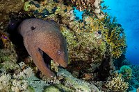 Moray Emerges From Reef. Egypt