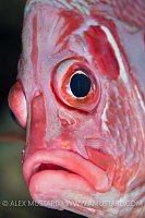 Sabre Squirrelfish Portrait. Egypt