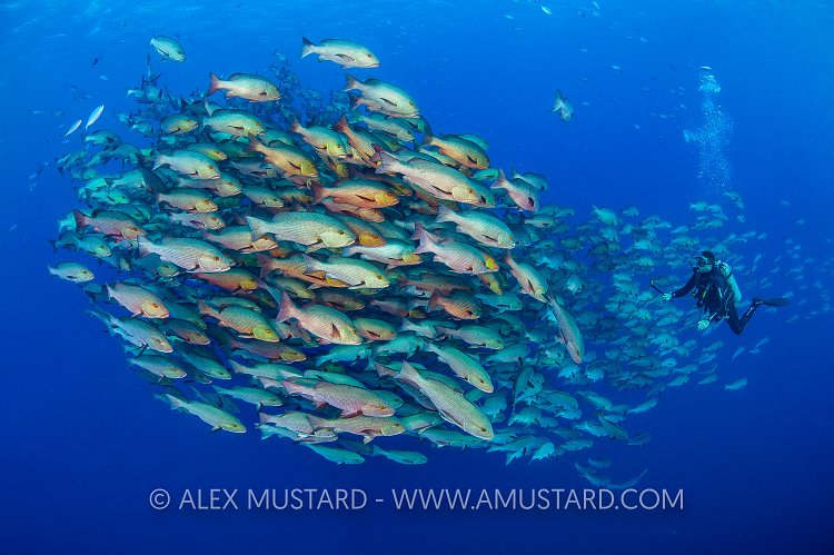 Snapper School. Egypt