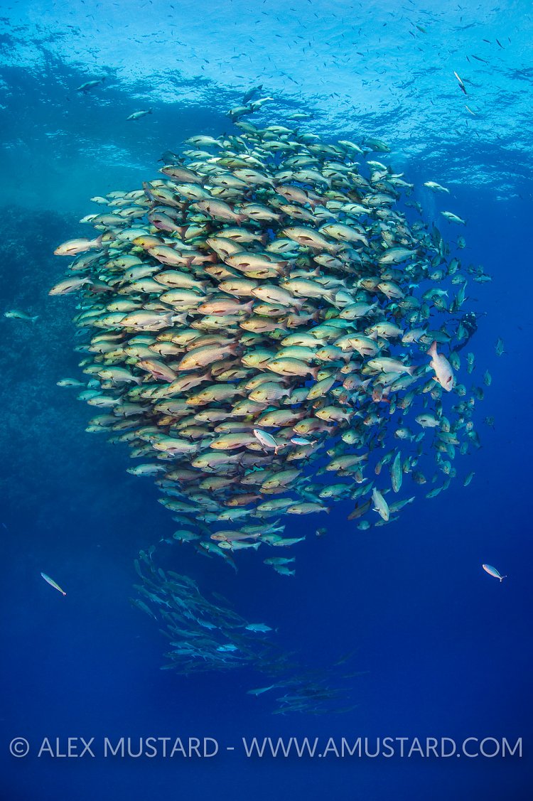 Snapper School. Egypt