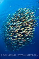 Snapper School. Egypt