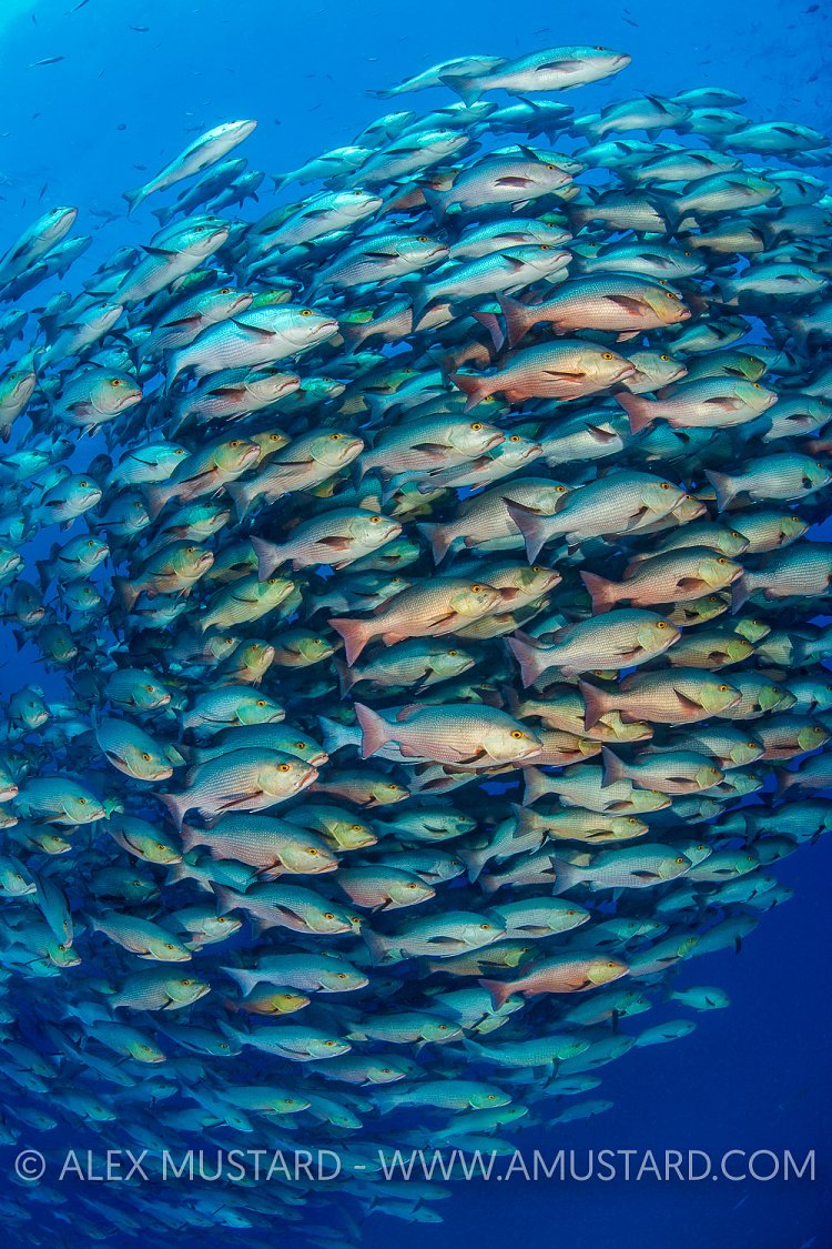 Snapper School. Egypt