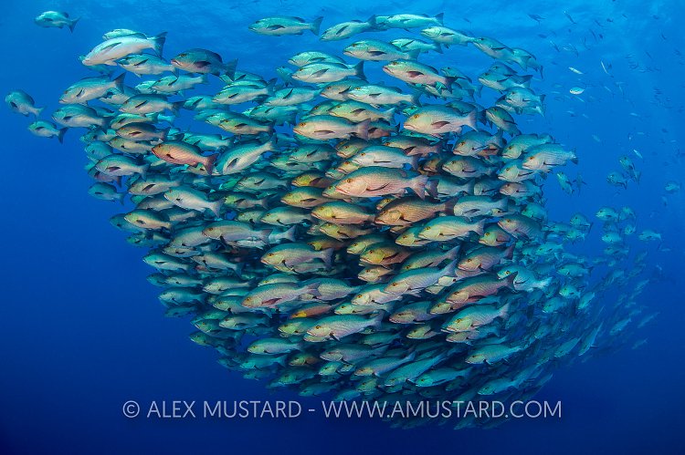 Snapper School. Egypt