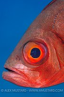 A portrait of a crescent-tail bigeye (Priacanthus hamrur). Gubal Island, Egypt. Strait of Gubal, Gulf of Suez, Red Sea.