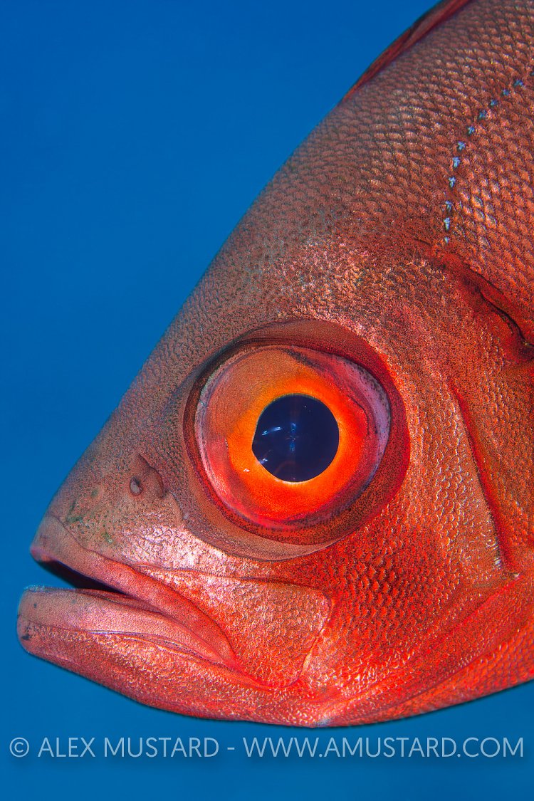 A portrait of a crescent-tail bigeye (Priacanthus hamrur). Gubal Island, Egypt. Strait of Gubal, Gulf of Suez, Red Sea.