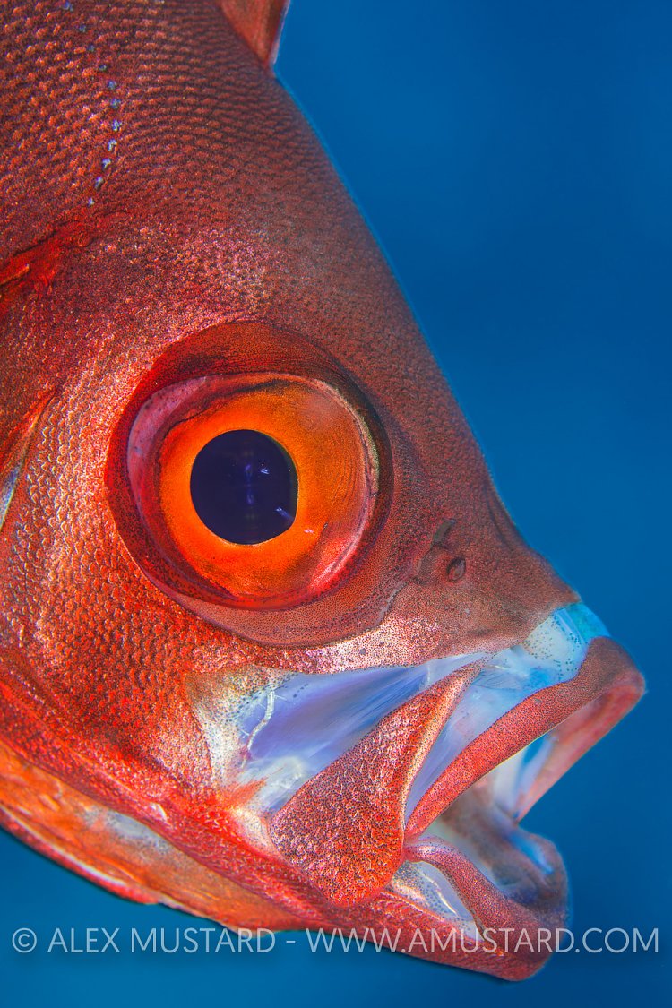 Yawning Bigeye. Egypt