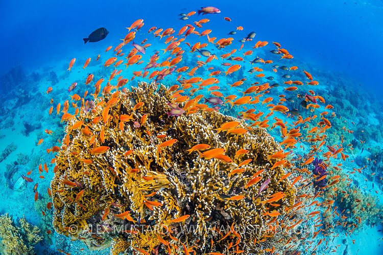 Anthias Bommie. Egypt