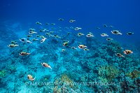 Pufferfish School. Egypt
