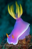 Nudibranch. Indonesia
