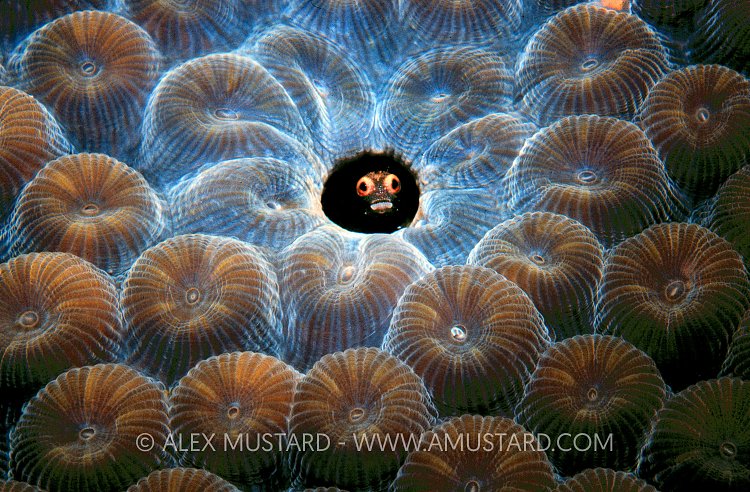 Roughhead Blenny. Tobago