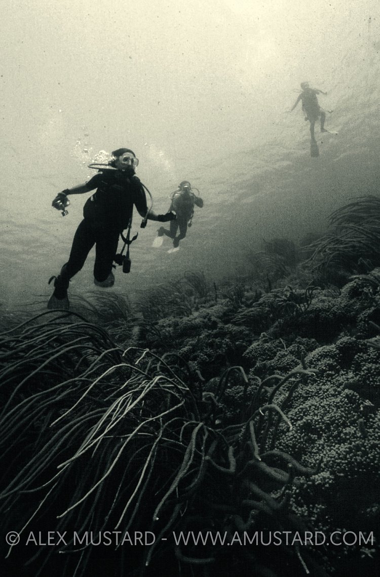 Descending Divers. Tobago