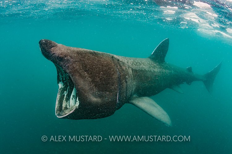 Basking Shark At Surface Feeding. UK