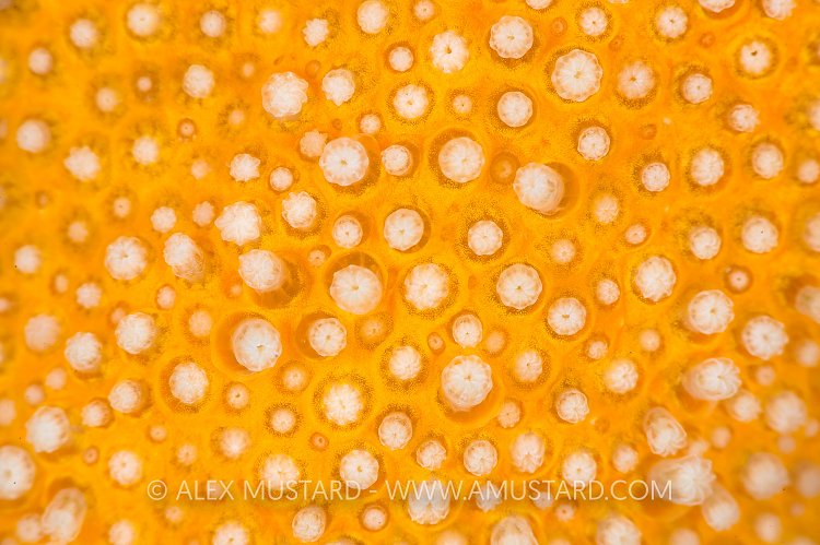 Soft Coral Detail. UK